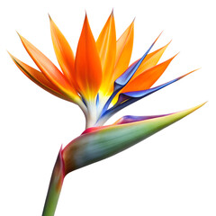 Bird of paradise flower